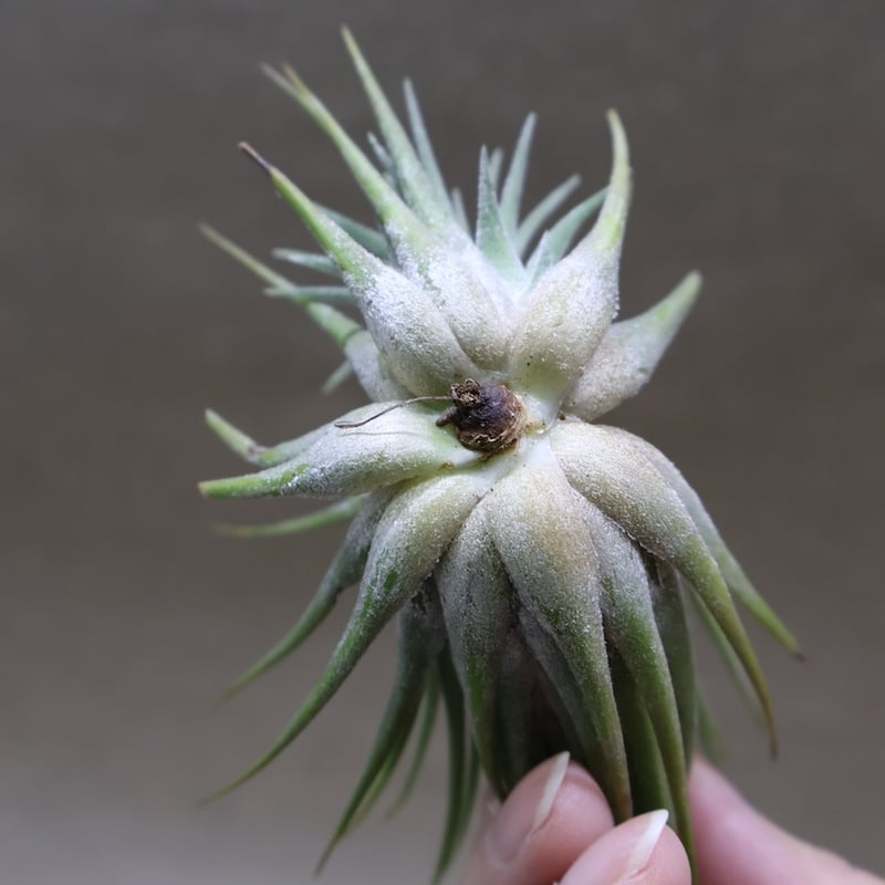 イオナンタ パインコーン 25号 | air-plants TENGU-DO