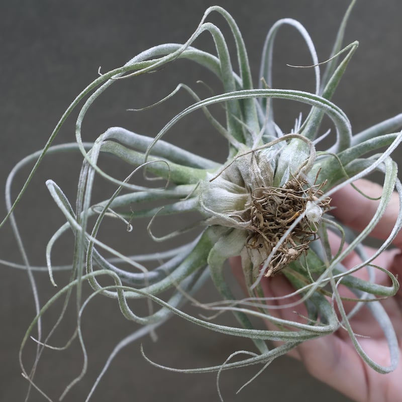 エーレルシアナ 36号 | air-plants TENGU-DO