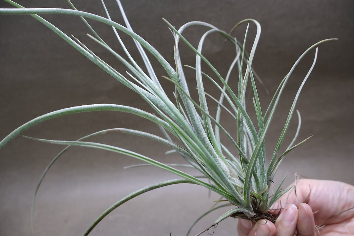 ベイレイ クランプ 06号 | air-plants TENGU-DO