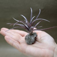 カピタータ ドミンゲンシス 47号