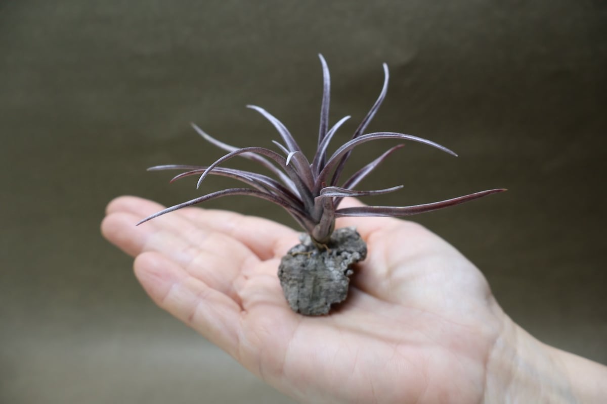 カピタータ ドミンゲンシス 47号 | air-plants TENGU-DO
