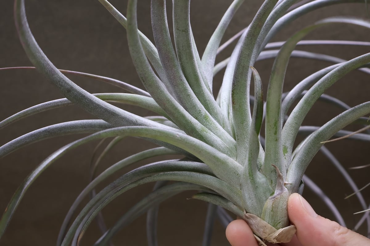 ヘザーズブラッシュ（ ブラキカウロス × エクセルタ ）23号 | air