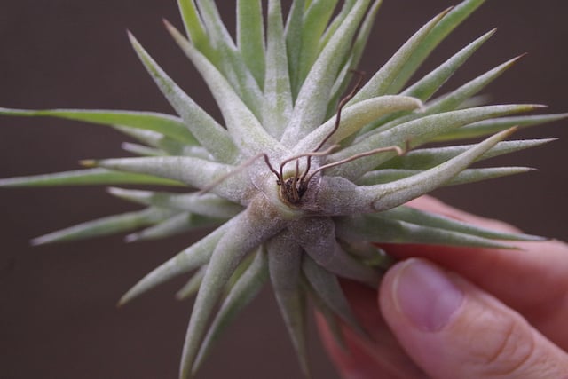 プラギオトロピカ 06号 | air-plants TENGU-DO