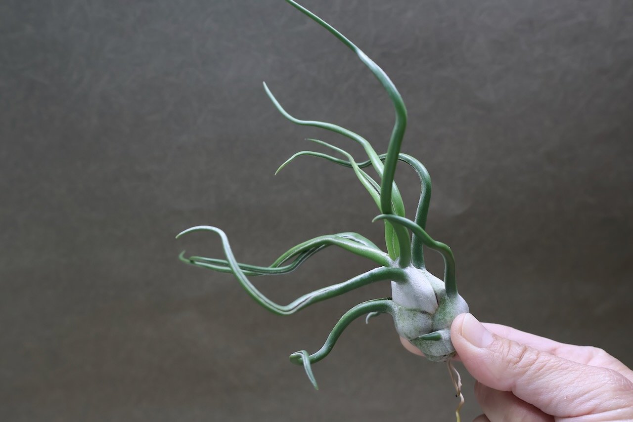 ブルボーサ ジャイアント70号 | air-plants TENGU-DO