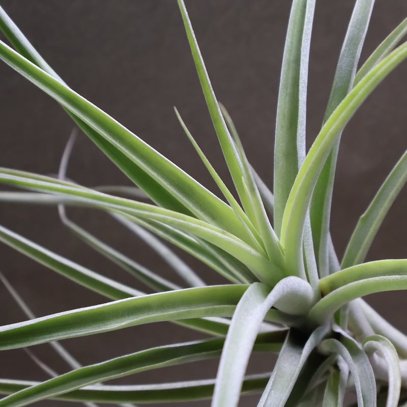 ラティフォリア ディバリカータ 06号 | air-plants TENGU-DO
