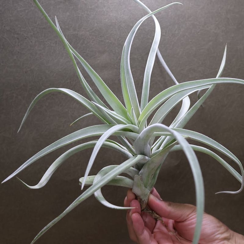 ハリシー Lサイズ 07号 | air-plants TENGU-DO