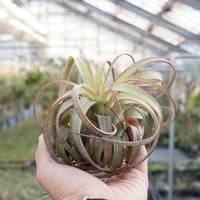 ベアコレアーレ × ハリシー 02号 | air-plants TENGU-DO