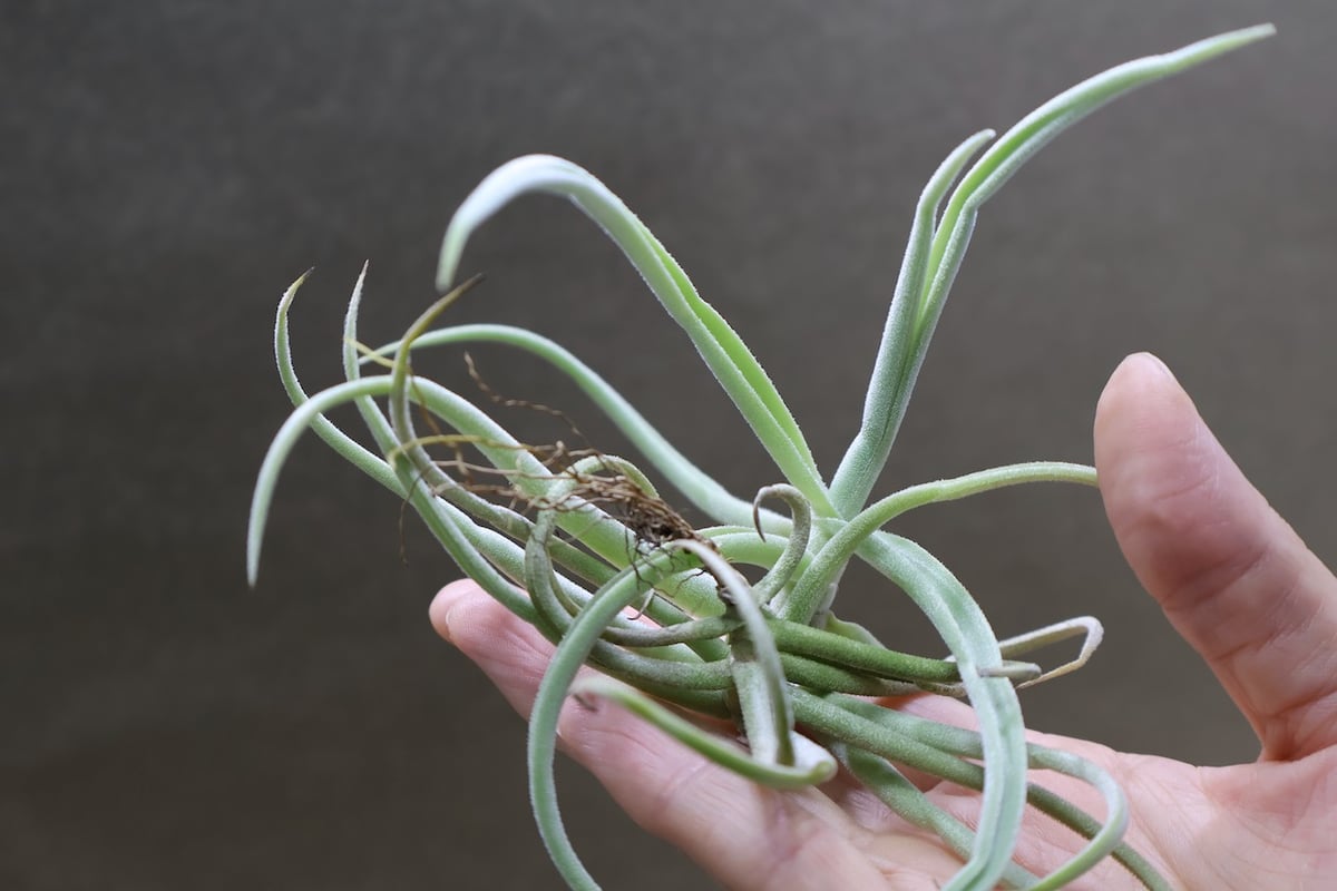 デュラティ 91号 | air-plants TENGU-DO