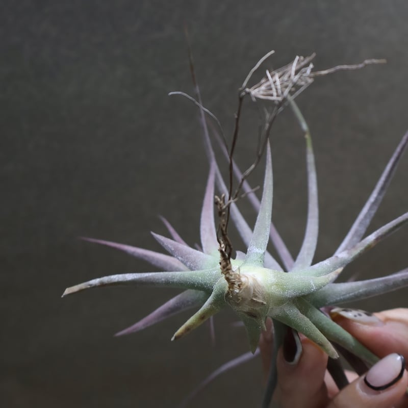 シーディアナ × イオナンタストリクタ 09号 | air-plants TENGU-DO