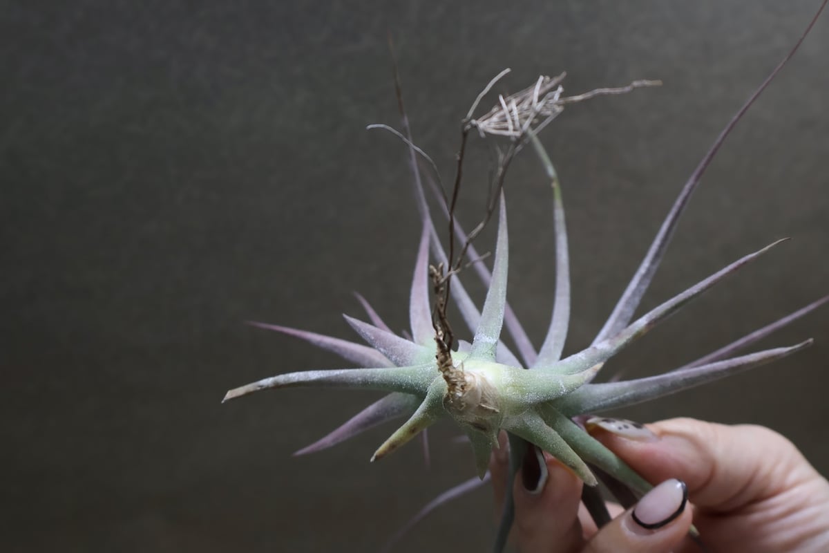 シーディアナ × イオナンタストリクタ 09号 | air-plants TENGU-DO