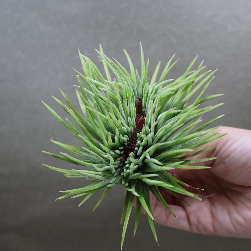 イオナンタ モンストローサ 07号 | air-plants TENGU-DO