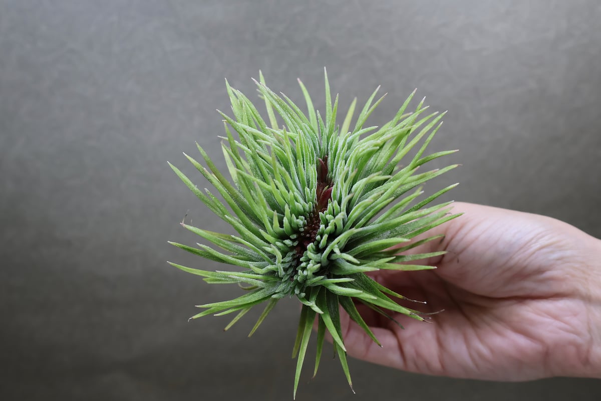 Tillandsia イオナンタ モンストローサ イオナンタ モンストローサ | チランジア+エレクトロニクス