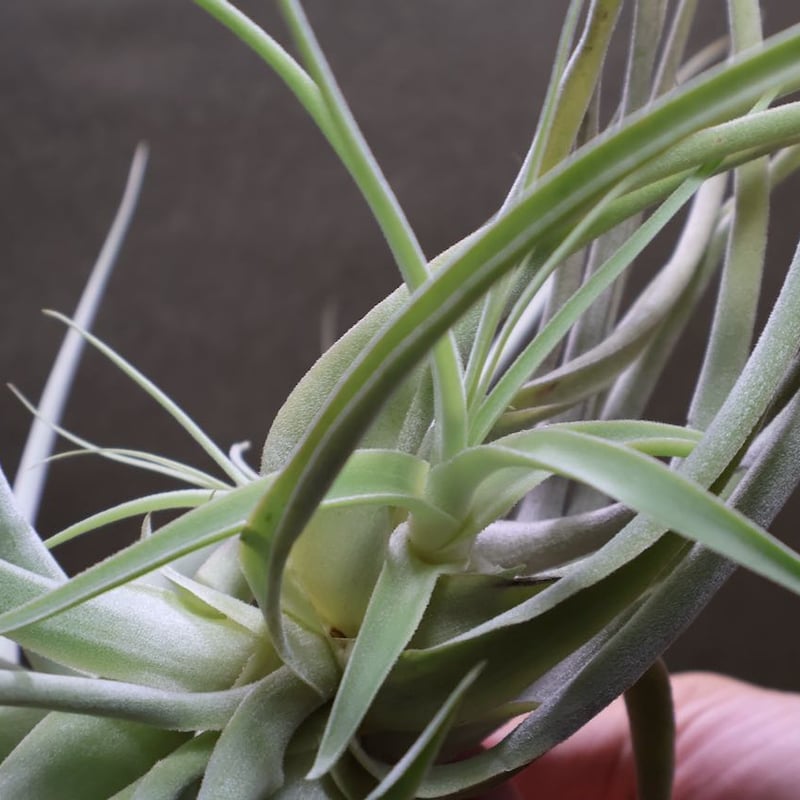 ストラミネア クランプ 08号 | air-plants TENGU-DO