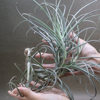 イオナンタ メキシカンゼブリナ 01号 | air-plants TENGU-DO