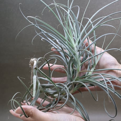 CATEGORY 品種名：U/V/W/X/Y/Z | air-plants TENGU-DO