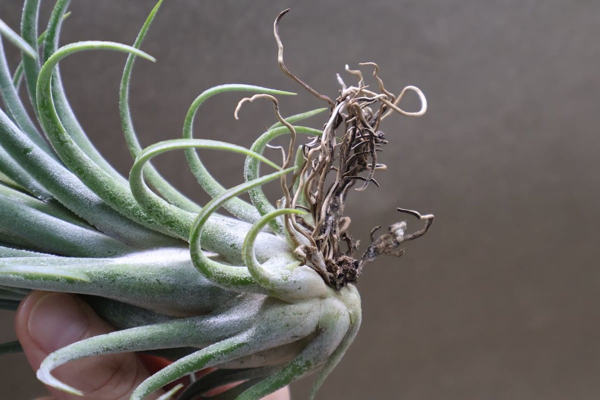 セレリアナ × ベルティナ 03号 | air-plants TENGU-DO セレリアナ × ベルティナ 03号 | air-plants TENGU-DO