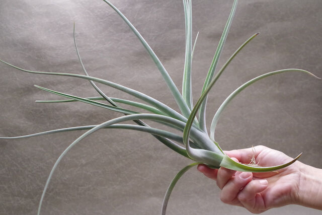 ベルメホエンシス 近縁種 01号 | air-plants TENGU-DO