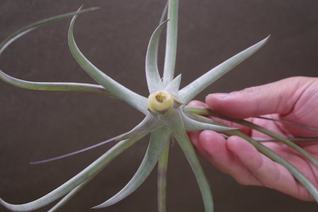 ヘザーズブラッシュ（ ブラキカウロス × エクセルタ ）Sサイズ 14号