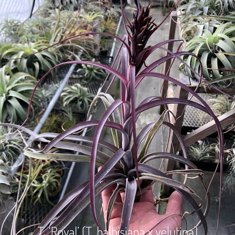 CATEGORY 品種名：U/V/W/X/Y/Z | air-plants TENGU-DO