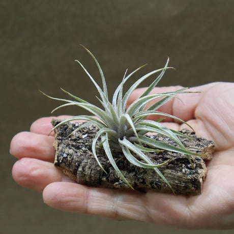 CATEGORY エアープランツ（ティランジア） | air-plants TENGU-DO