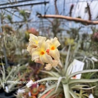 【訳あり】イオナンタ メキシカンゼブラ imgrc0138824997.jpg