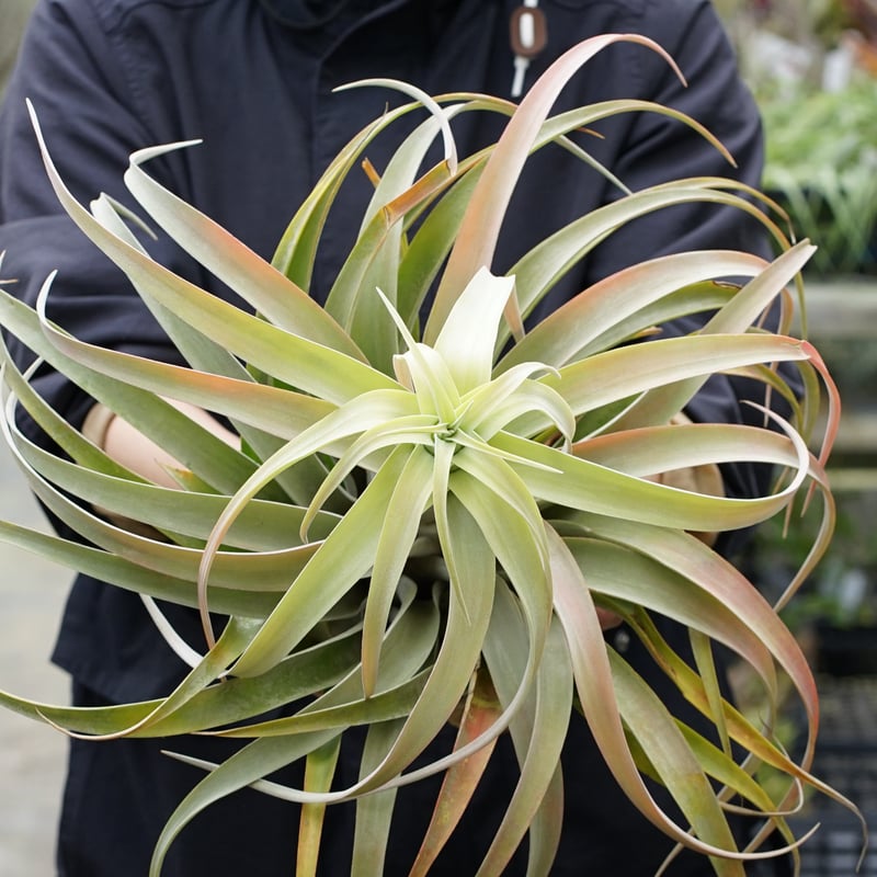 スタッフ特選】カピタータ シルバーローズ 2XLサイズ B号 | air-plants