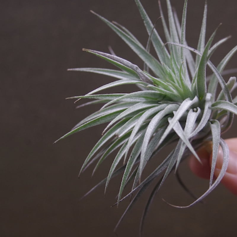 スークレイ 21号 | air-plants TENGU-DO
