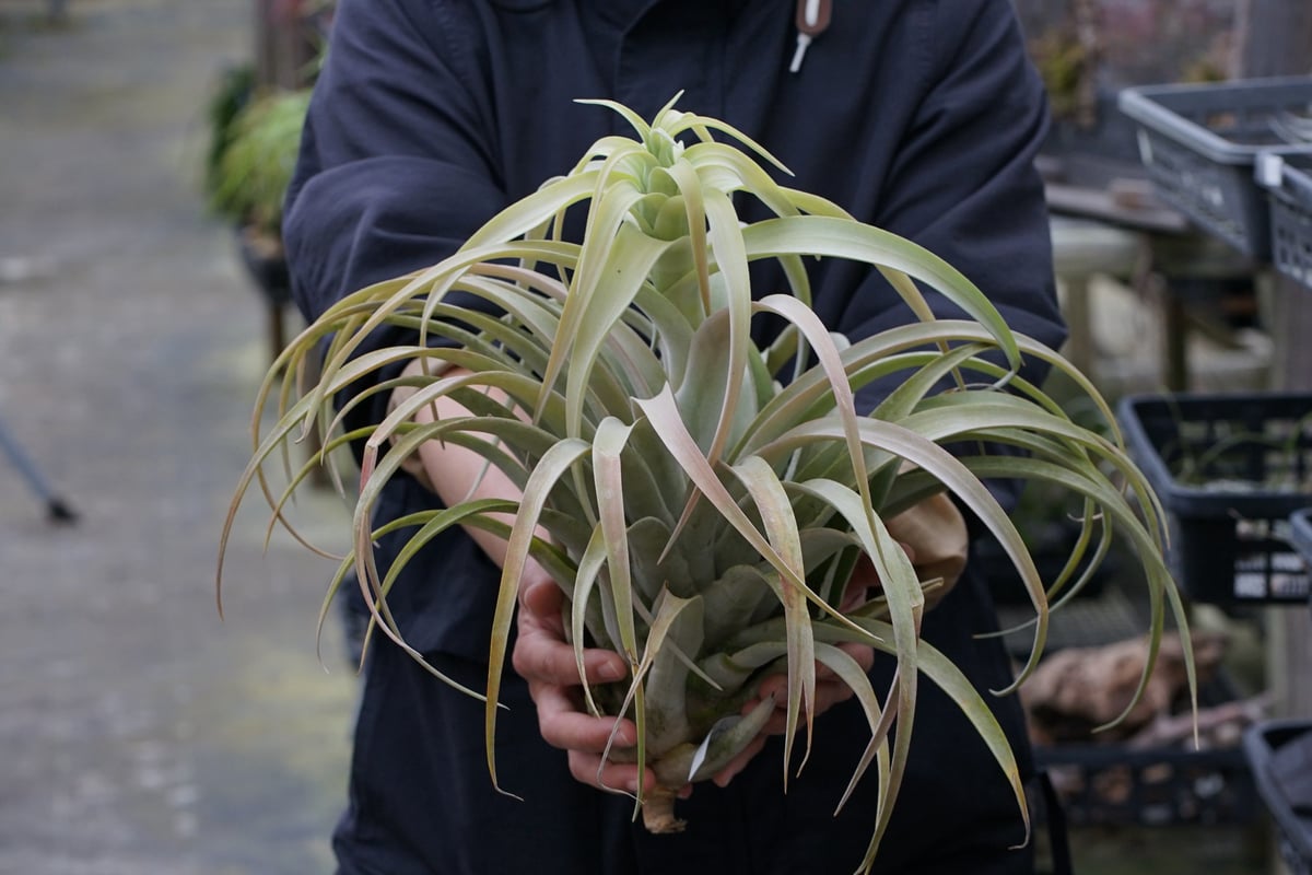 スタッフ特選】カピタータ シルバーローズ 2XLサイズ C号 | air-plants