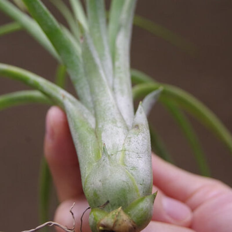 ローランドゴッセリニー × イオナンタ 03号 | air-plants TENGU-DO