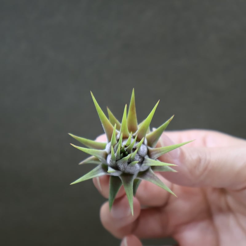 イオナンタ ストリクタ 07号 | air-plants TENGU-DO