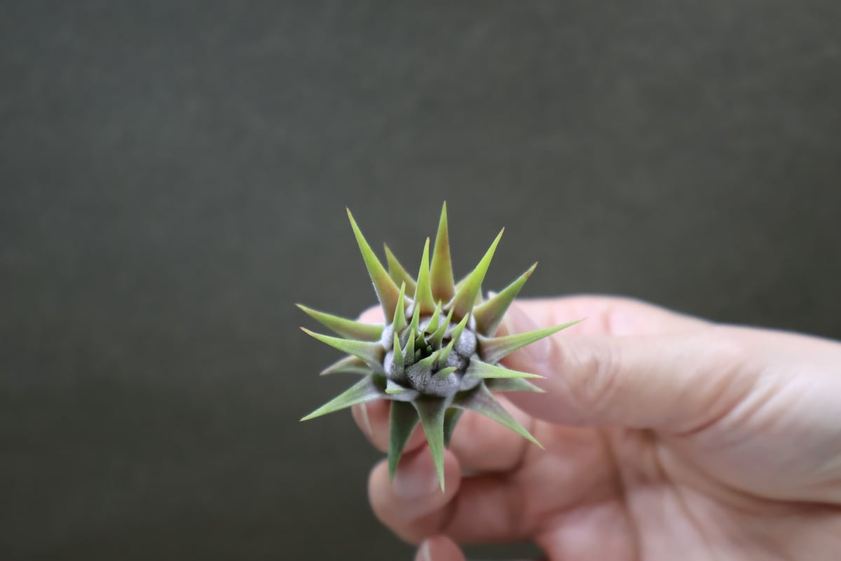 イオナンタ ストリクタ 07号 | air-plants TENGU-DO