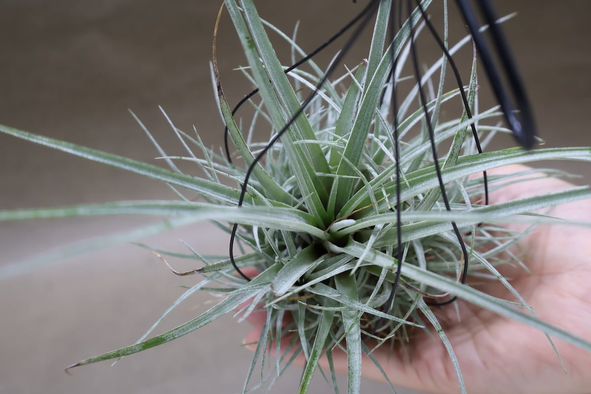 プリングレイ 13号 | air-plants TENGU-DO