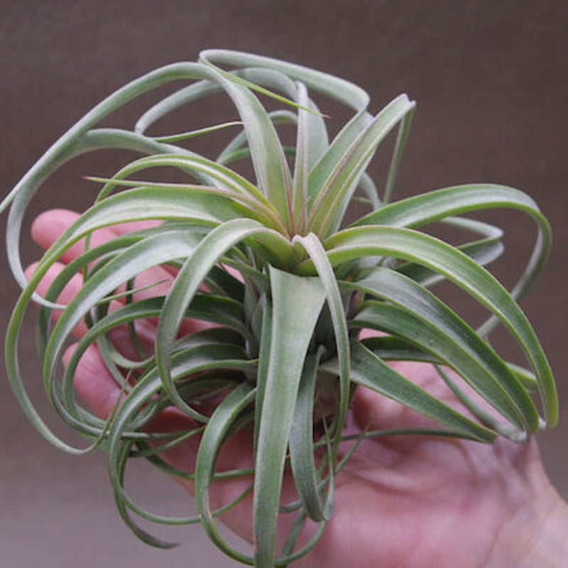 コンコロール × ストレプトフィラ 11号 | air-plants TENGU-DO コンコロール × ストレプトフィラ 11号 | air-plants TENGU-DO