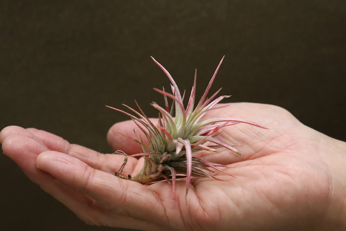 イオナンタ　バンハイニンギー　と　アルビノ イオナンタ バンハイニンギー と アルビノ