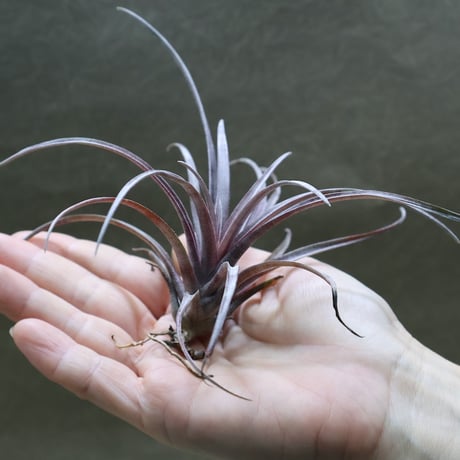 【健太郎】ティランジア2点セット CATEGORY エアープランツ（ティランジア） | air-plants TENGU-DO