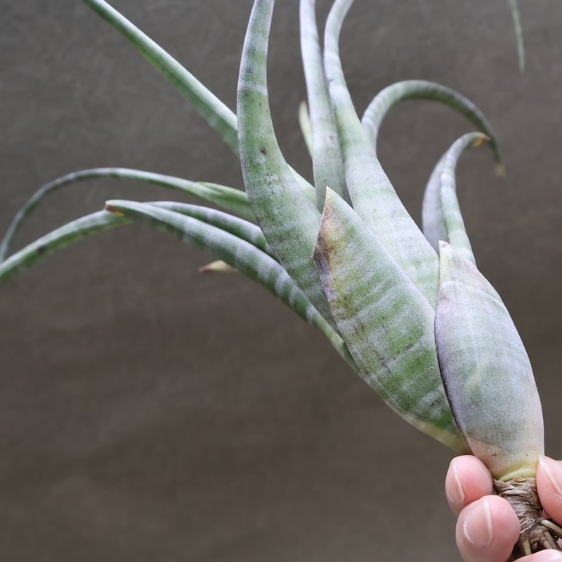 フレクスオーサ ツイスティッドフォーム 32号 | air-plants TENGU-DO