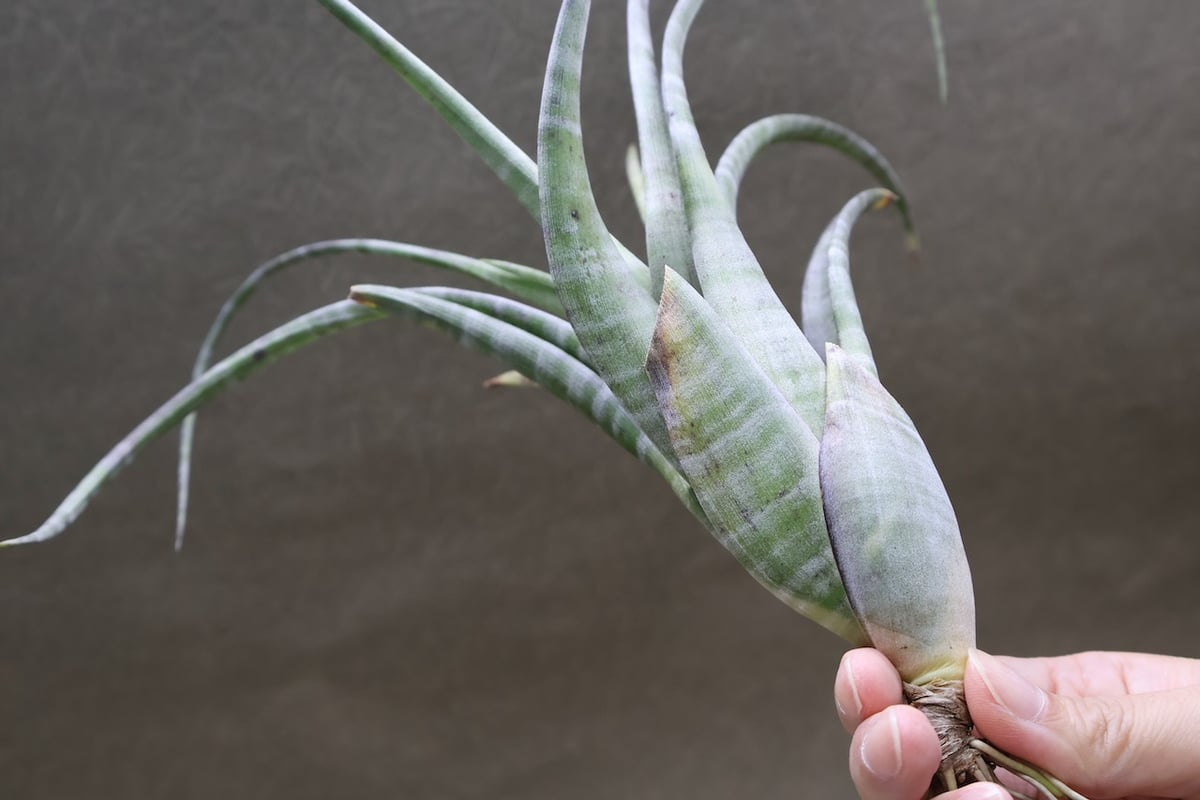 フレクスオーサ ツイスティッドフォーム 32号 | air-plants TENGU-DO
