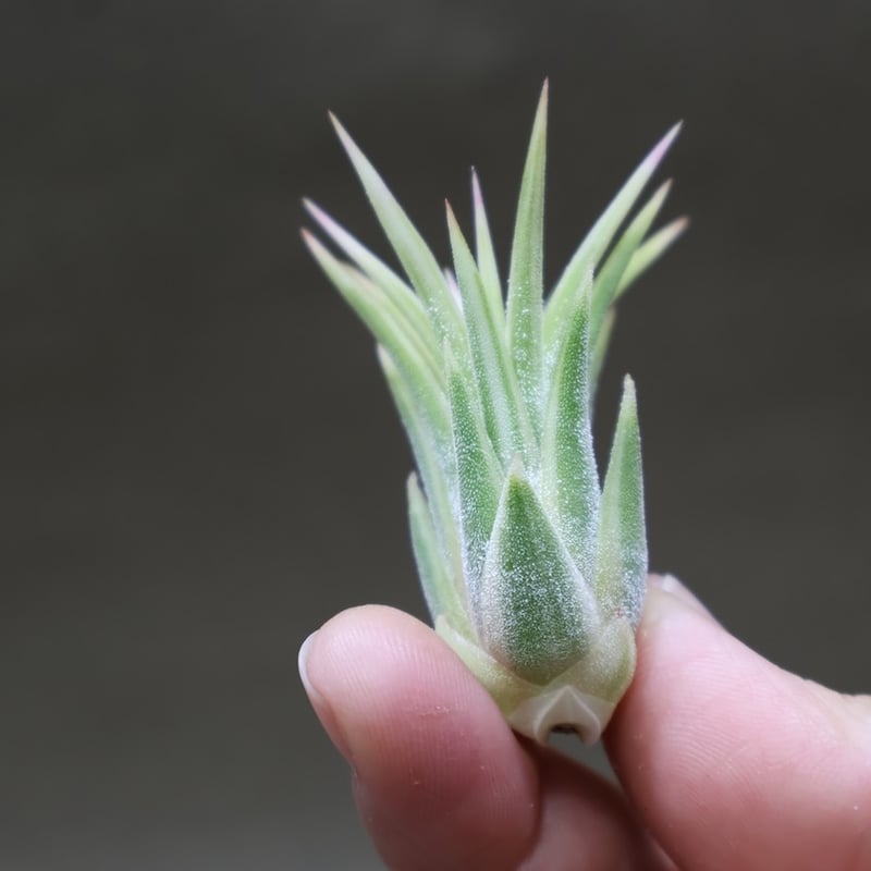 イオナンタ アルボマージナータ Sサイズ 45号 | air-plants TENGU-DO
