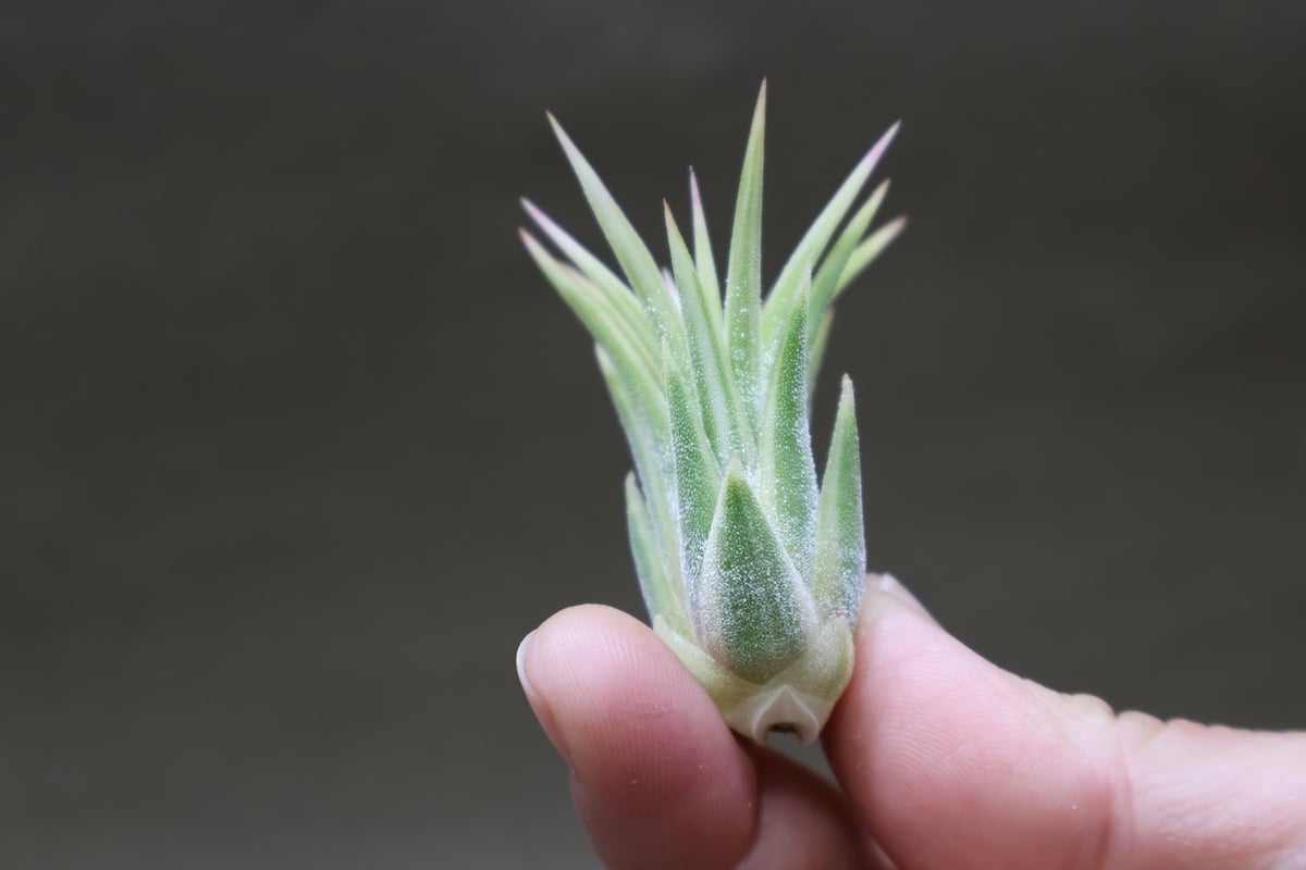 イオナンタ アルボマージナータ Sサイズ 45号 | air-plants TENGU-DO
