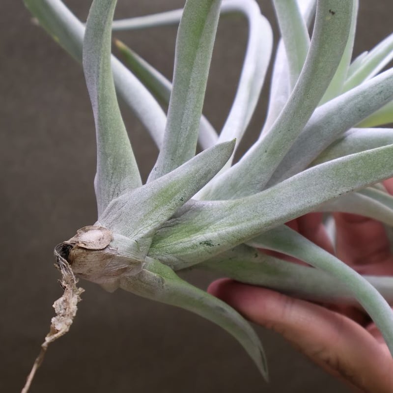 M*s様 現物　チランジア・ハリシー ＸＬ　花付き ハリシー XLサイズ 6号 | air-plants TENGU-DO