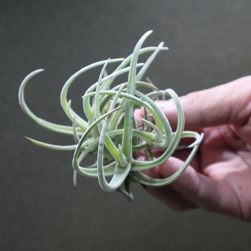 グラブリオール クランプ 19号 | air-plants TENGU-DO