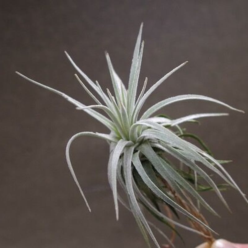 モーリアナ 18号 | air-plants TENGU-DO