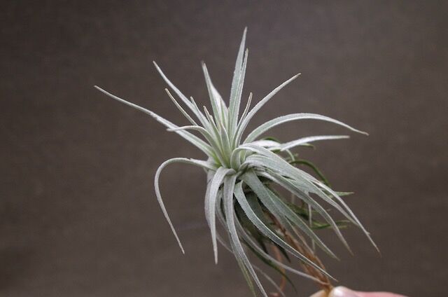 モーリアナ 18号 | air-plants TENGU-DO