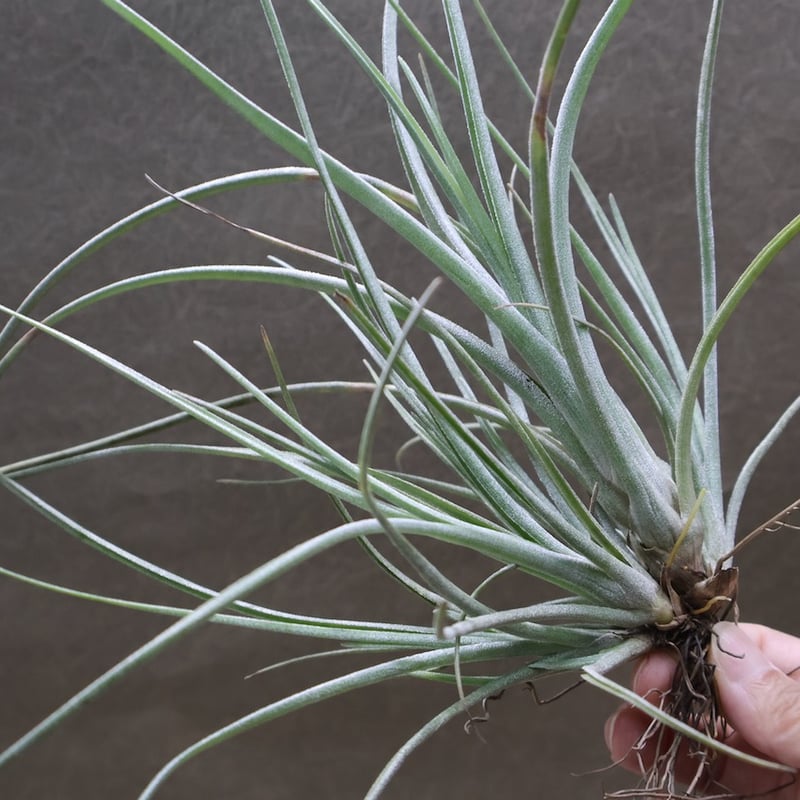 ギリエシークランプ　Tillandsia チランジア ギリエシー Tillandsia gilliesii 憧れのギリエシー