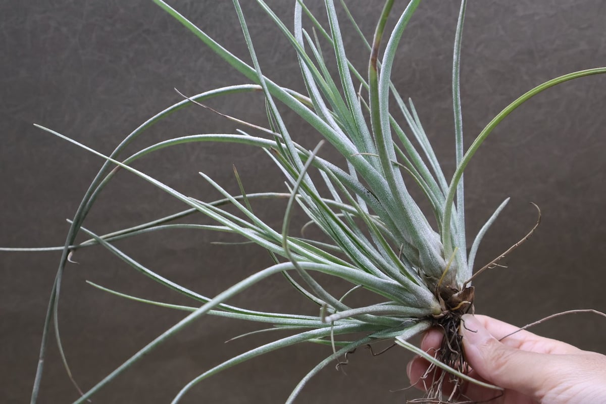 チランジア　ベイレイ　特大クランプ ベイレイ クランプ 06号 | air-plants TENGU-DO