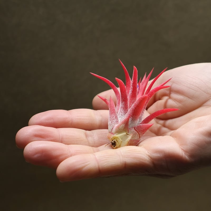 マヤンベース （ イオナンタ選抜種）13号 | air-plants TENGU-DO
