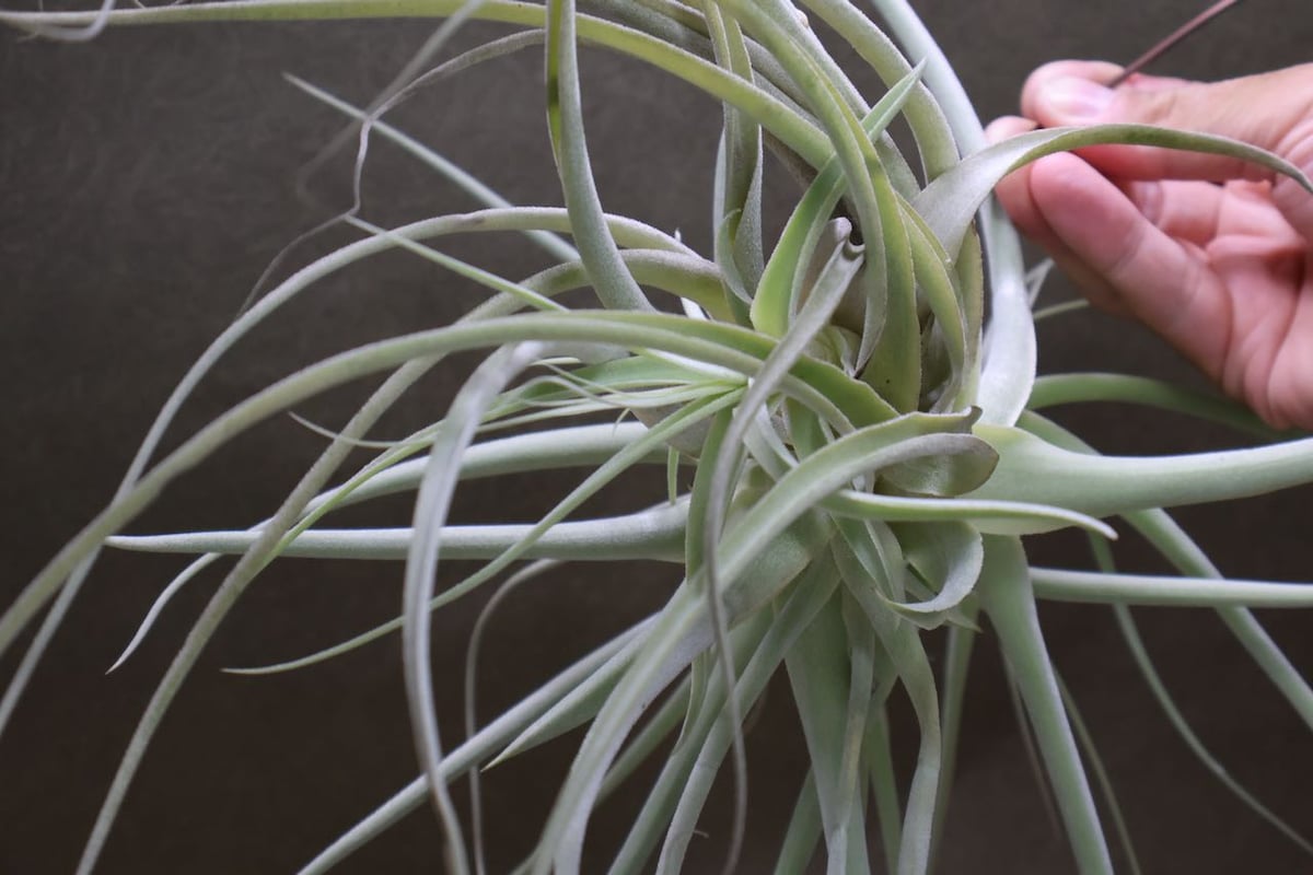 ストラミネア クランプ 08号 | air-plants TENGU-DO