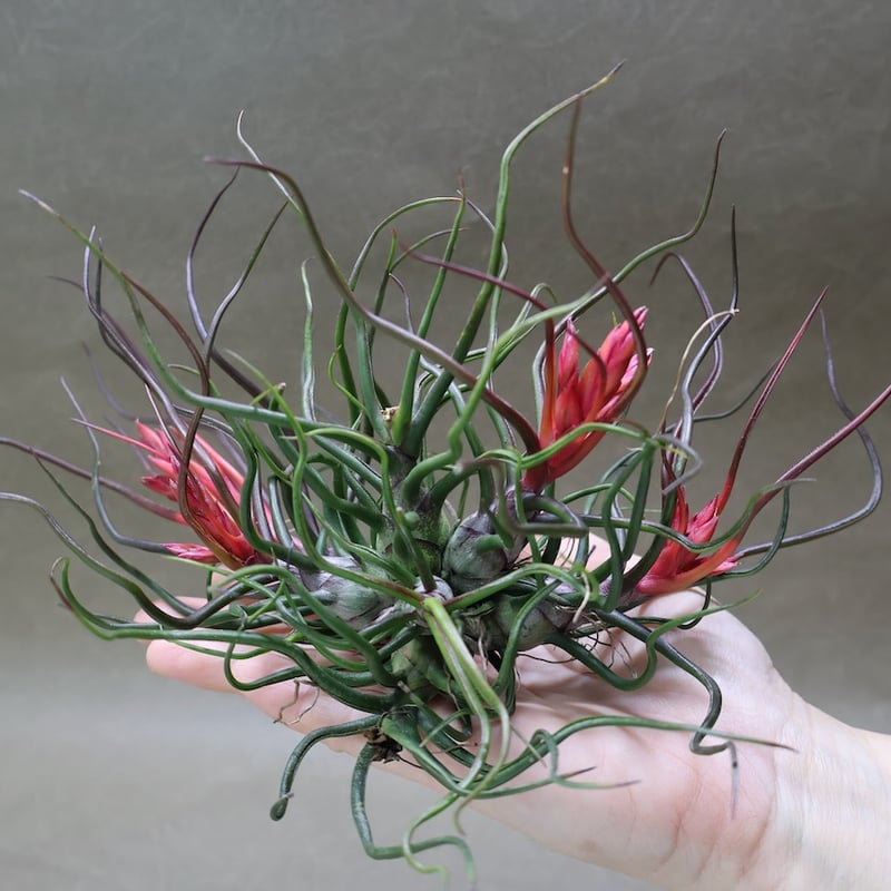 ブルボーサ クランプ 24号 | air-plants TENGU-DO