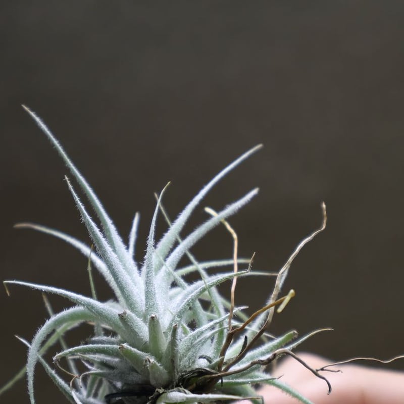 テクトラム クランプ 05号 | air-plants TENGU-DO テクトラム クランプ 05号 | air-plants TENGU-DO