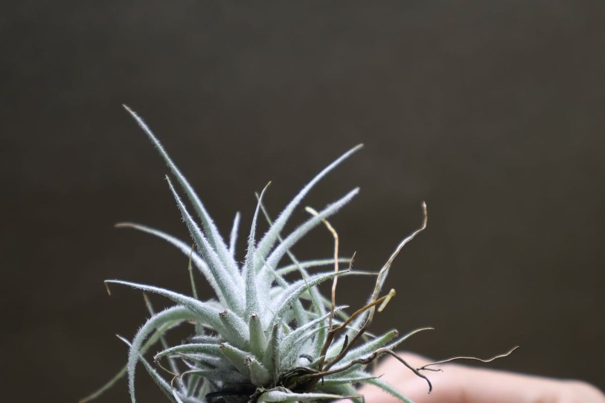 エアプランツ　チランジア　テクトラム　クランプ テクトラム クランプ 05号 | air-plants TENGU-DO